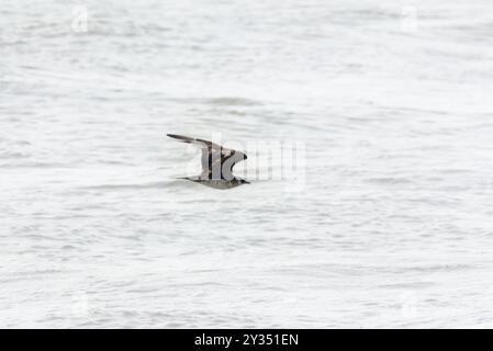 Le parasite jaeger ou Skua arctique (Stercorarius parasiticus), un oiseau de mer, observé sur la côte de Mumbai dans le Maharashtra, en Inde Banque D'Images