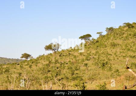 Colline boisée dans la savane du parc de Tsavo Ouest au Kenya Banque D'Images