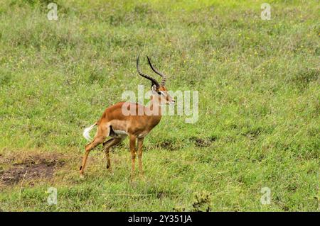 Impala mâle dans le Parc National de Nairobi au Kenya. Banque D'Images