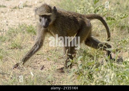 Singe vervet dans l'habitat naturel de la savane africaine du parc Samburu au centre du Kenya Banque D'Images