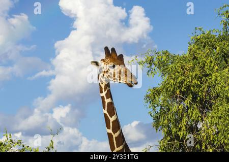 Le cou et la tête d'une girafe près d'un arbre verdoyant parc Samburu dans le centre du Kenya Banque D'Images