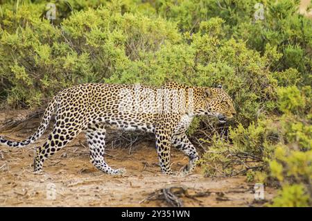 Un léopard marcher en forêt dans le parc au centre du Kenya Samburu Banque D'Images