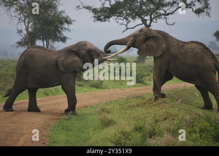 Deux éléphants qui jouent sur un chemin du parc Banque D'Images