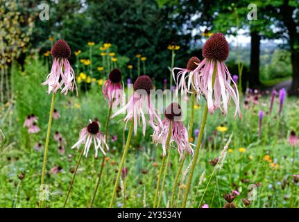 Bleuets à feuilles étroites coneflower dans un champ Banque D'Images