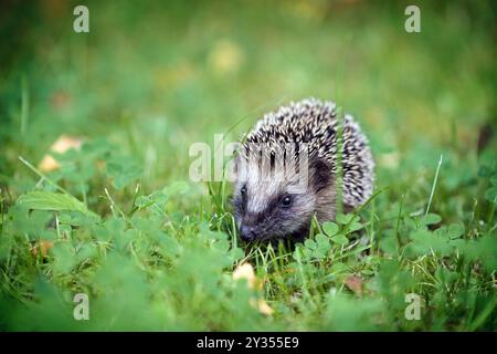 Bébé hérisson mignon dans l'herbe verte, il doit pousser beaucoup jusqu'à l'hiver et manger suffisamment de réserves de graisse pour l'hibernation, l'espace de copie, l'accent sélectionné, très Banque D'Images