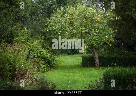 Le vieux pommier forme une arche naturelle dans un petit jardin naturel de campagne avec des plantes sauvages, des arbustes indigènes et des haies bordées, un jardinage respectueux de l'environnement, un spa de copie Banque D'Images