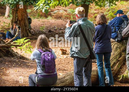 Visiteurs et touristes photographiant les écureuils roux sur l'île de Brownsea à Poole Harbour, Dorset, Angleterre Royaume-Uni Banque D'Images