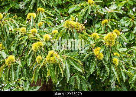 Châtaignes douces (Castanea sativa Mill) mûrissant en septembre sur Brownsea Island dans le port de Poole, Dorset, Angleterre Royaume-Uni Banque D'Images