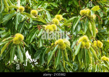 Châtaignes douces (Castanea sativa Mill) mûrissant en septembre sur Brownsea Island dans le port de Poole, Dorset, Angleterre Royaume-Uni Banque D'Images