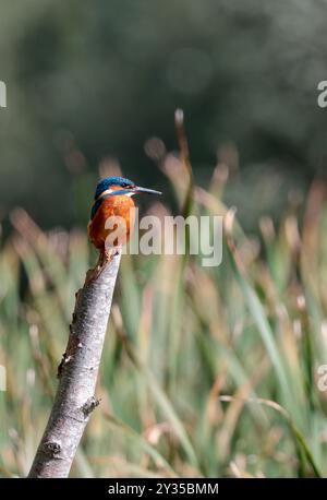 Kingfisher Alcedo atthis, sur perche petit oiseau plongeur couleurs vives orange dessous et pieds bleu dessus bleu électrique dos long bec noir Banque D'Images