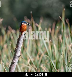 Kingfisher Alcedo atthis, sur perche petit oiseau plongeur couleurs vives orange dessous et pieds bleu dessus bleu électrique dos long bec noir Banque D'Images