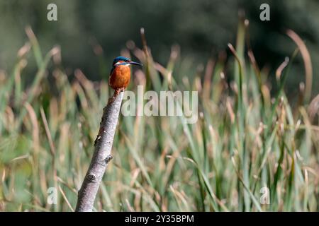 Kingfisher Alcedo atthis, sur perche petit oiseau plongeur couleurs vives orange dessous et pieds bleu dessus bleu électrique dos long bec noir Banque D'Images