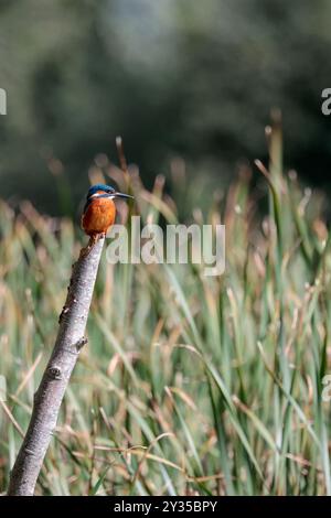 Kingfisher Alcedo atthis, sur perche petit oiseau plongeur couleurs vives orange dessous et pieds bleu dessus bleu électrique dos long bec noir Banque D'Images