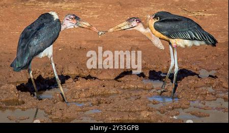 Marabou cigogne dans une guerre contre une grenouille malheureuse arrachée d'un trou d'eau dans le parc national de Tsavo, au sud du Kenya Banque D'Images