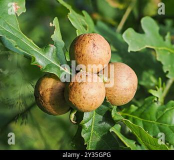Galles de chêne ou pommes de chêne sur une branche d'arbre causée par une espèce de guêpe de la famille des Cynipidae dans laquelle les larves se développent - Somerset UK Banque D'Images