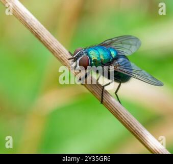 Greenbottle fly Lucillia sericata une mouche et coloré avec corps métallique brillant et les yeux bruns de conker - UK Banque D'Images