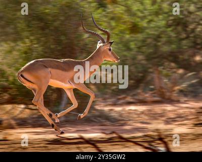 Mâle Impala Aepyceros melampus court vite - Tsavo East National Park Kenya Banque D'Images