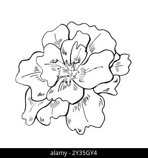 Illustration vectorielle de tête de fleur de Marigold isolée sur fond blanc. Croquis monochrome de dessin au trait d'une plante à floraison unique. Gravure d'éléments floraux d'automne Illustration de Vecteur