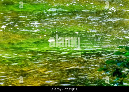 Vue sur la surface de l'eau de la rivière Würm avec des algues vertes intenses et des plantes, avec mouvement de l'eau Banque D'Images