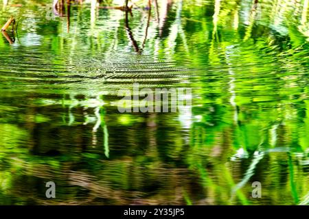 Vue sur la surface de l'eau de la rivière Würm avec des algues vertes intenses et des plantes, avec mouvement de l'eau Banque D'Images