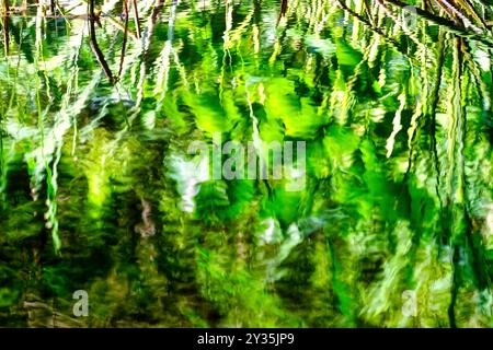 Vue sur la surface de l'eau de la rivière Würm avec des algues vertes intenses et des plantes, avec mouvement de l'eau Banque D'Images