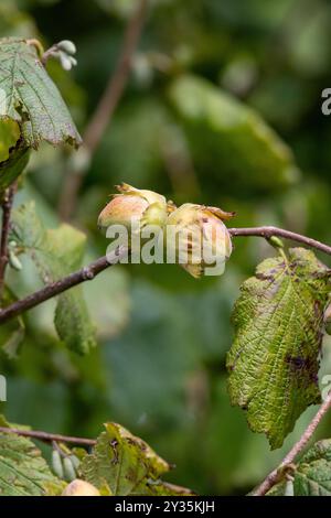 De jeunes noisettes (filbert, kobnuss) poussent sur l'arbre. Noisette verte provenant de fermes de noix biologiques. Noisettes ou noix de coco avec des feuilles dans le jardin. Le Conce Banque D'Images