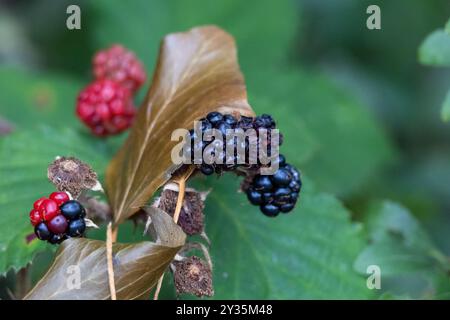 Un buisson de nombreuses mûres mûres (Rubus fruticosus). Ils sont décorés dans des couleurs rouges et violettes Banque D'Images