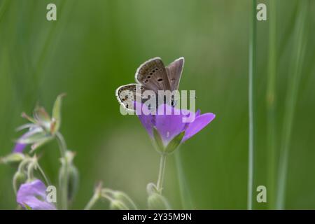 Geranium Argus - Eumedonia eumedon Banque D'Images