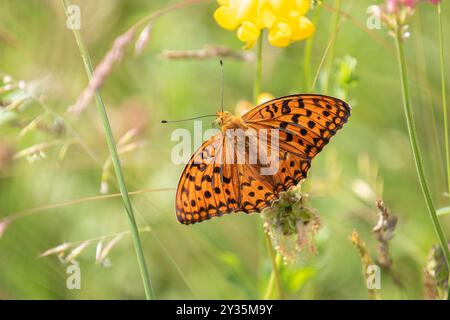 Haute fritillaire brune - Fabriciana adippe Banque D'Images