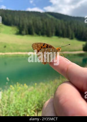 Haute fritillaire brune - Fabriciana adippe Banque D'Images