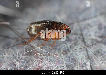 Puce de chat (Ctenocephalides felis). Insecte qui saute qui peut aussi mordre douloureusement une personne au milieu de la poussière et de la fourrure d'un chien. Banque D'Images