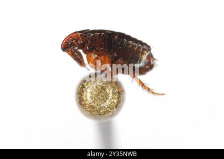 Puce de chat (Ctenocephalides felis). Insecte, qui peut aussi mordre douloureusement un homme sur la tête d'une épingle. Banque D'Images