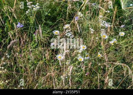 Fleurs de prairie, marguerites aux yeux de bœuf, Transylvanie, Roumanie Banque D'Images