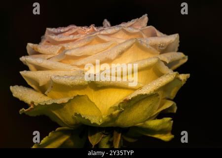 La rosée tombe sur les pétales jaunes de la rose, fleur de la plante boisée à fleurs vivaces du genre Rosa , Rosaceae. Début d'hiver matin nature fleur Banque D'Images
