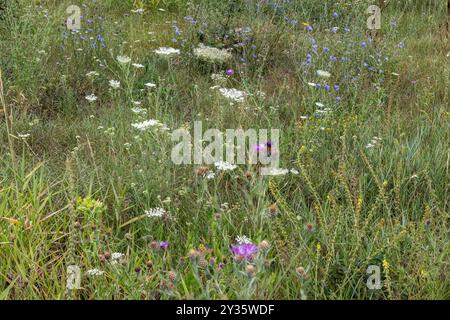 Fleurs de prairie de foin, Cobor, Transylvanie, Roumanie Banque D'Images