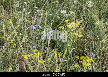 Fleurs de prairie de foin, Cobor, Transylvanie, Roumanie Banque D'Images