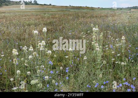 Fleurs de prairie de foin, Cobor, Transylvanie, Roumanie Banque D'Images