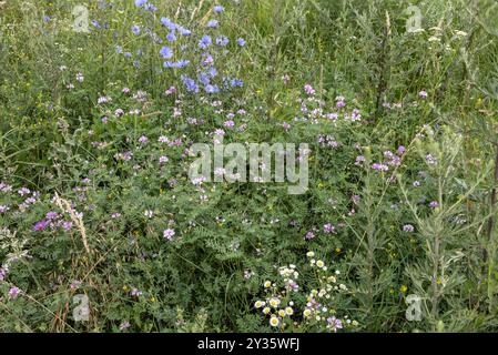 Fleurs de prairie de foin, Cobor, Transylvanie, Roumanie Banque D'Images