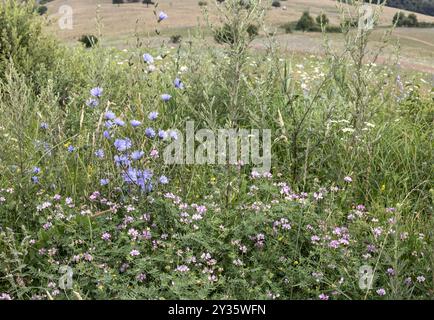 Fleurs de prairie de foin, Cobor, Transylvanie, Roumanie Banque D'Images