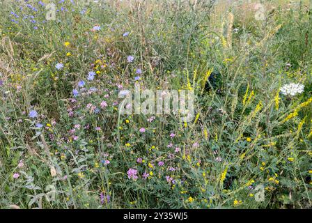 Fleurs de prairie de foin, Cobor, Transylvanie, Roumanie Banque D'Images