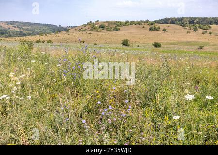 Fleurs de prairie de foin, Cobor, Transylvanie, Roumanie Banque D'Images