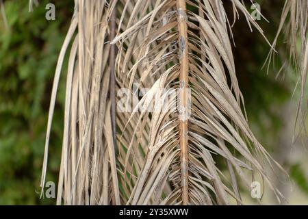 Palmier mort avec des branches sèches sur la cour de la maison de Floride. Concept de suppression d'arbre. Banque D'Images