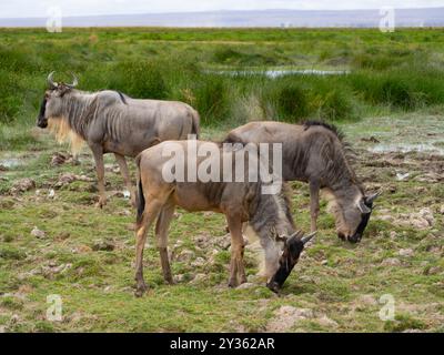 Un groupe de bêtes sauvages mangeant de l'herbe dans un parc national Banque D'Images