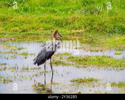 Héron Goliath (Ardea goliath) marchant dans l'eau d'un lac en Afrique Banque D'Images