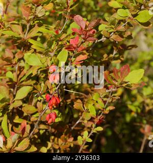 Flore d'Espagne - Berberis vulgaris, épine-épine commune, avec des baies en septembre Banque D'Images