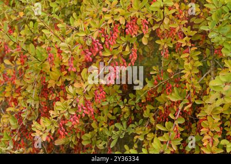 Flore d'Espagne - Berberis vulgaris, épine-épine commune, avec des baies en septembre Banque D'Images