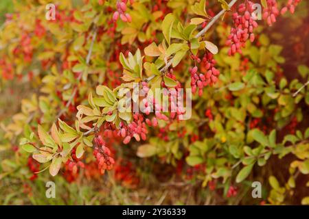 Flore d'Espagne - Berberis vulgaris, épine-épine commune, avec des baies en septembre Banque D'Images