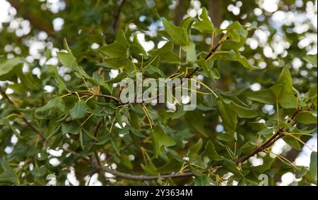 Flore d'Espagne - Acer monspessulanum, érable de Montpellier Banque D'Images