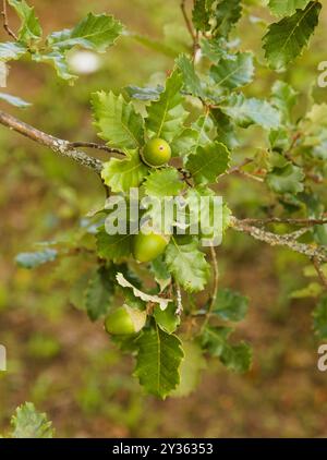 Flore d'Espagne - Quercus pubescens, chêne duveteux, glands verts en septembre Banque D'Images