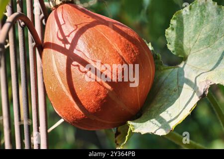 Une citrouille Hokkaido rouge orangé brille au soleil dans le jardin de la maison sur un treillis, une délicieuse friandise automnale, allemagne Banque D'Images